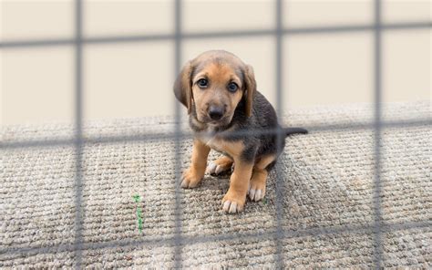 Everything You Need To Know About Humane Society International.